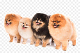 Pets for Sale
